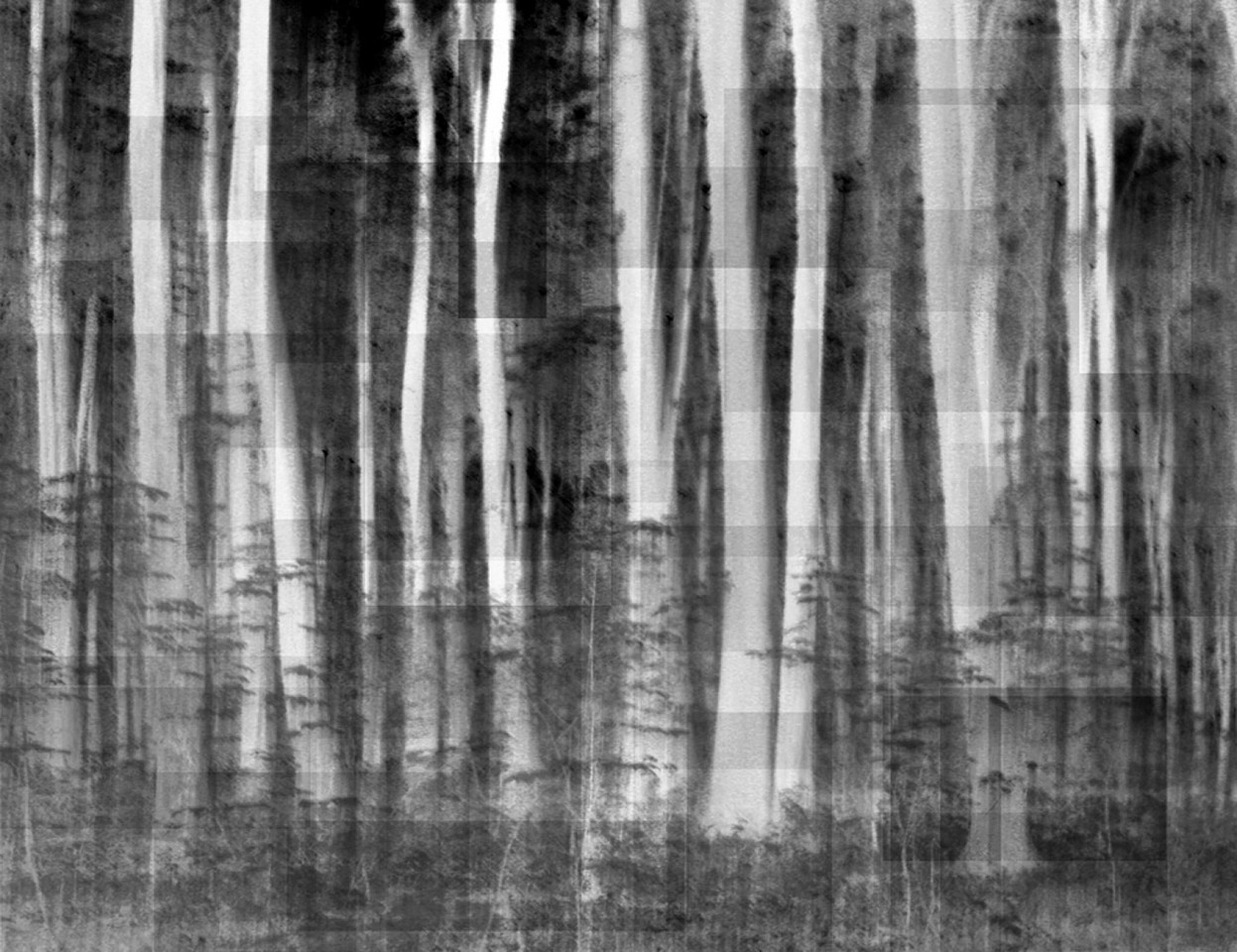 LUIS PAREDES, Natural Environment, 2011
photo impression on canvas, 19 5/8 x 25 5/8 in. (50 x 65 cm)
ed: 2/5
LP-C-0001