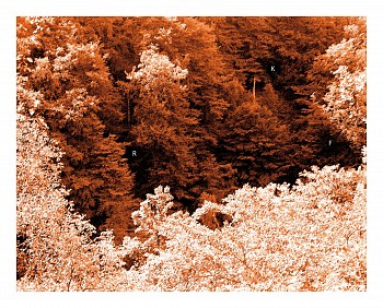 LUIS PAREDES - The RKF case, 2020